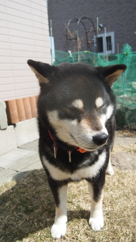 4月・・・新年度の始まり_b0343293_17290711.jpg