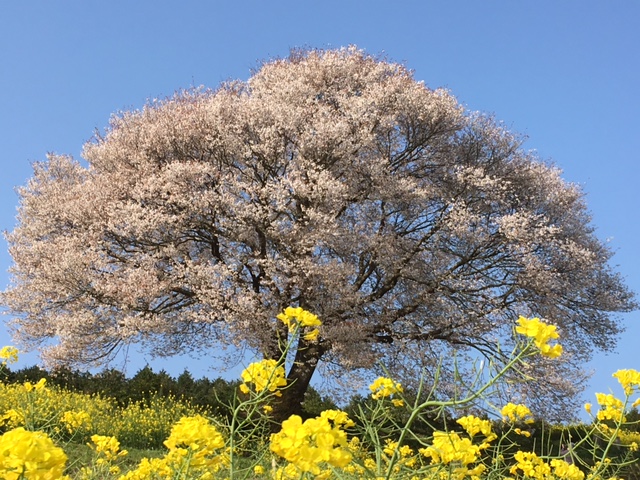 こんなときだからこそ_f0040201_0342419.jpg
