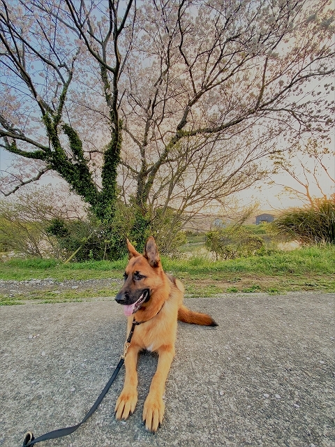 満開の桜の下で_d0360206_00084610.jpg