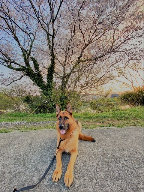 満開の桜の下で_d0360206_00085024.jpg