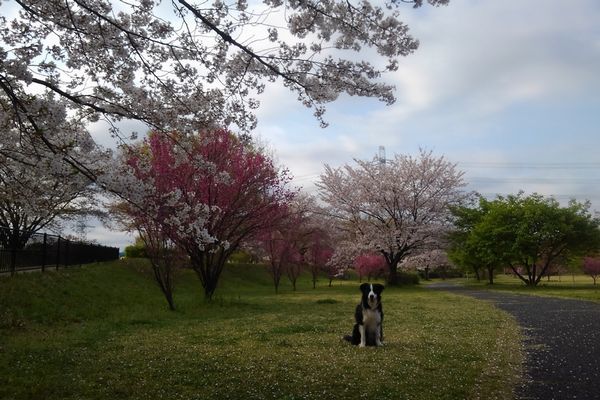 お散歩の工夫_d0224111_10482179.jpg