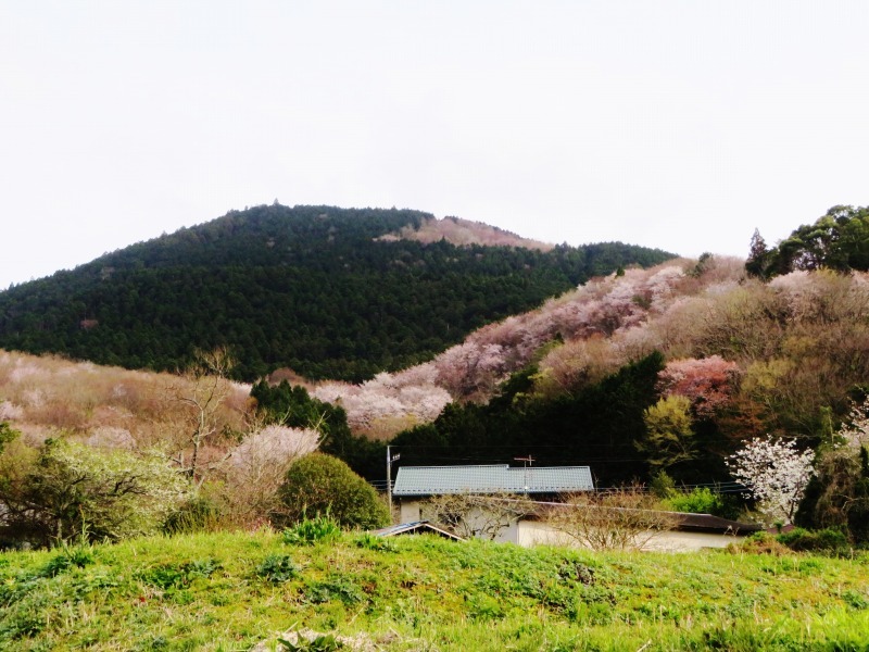 湯ヶ島の山桜２_f0182513_23022490.jpg
