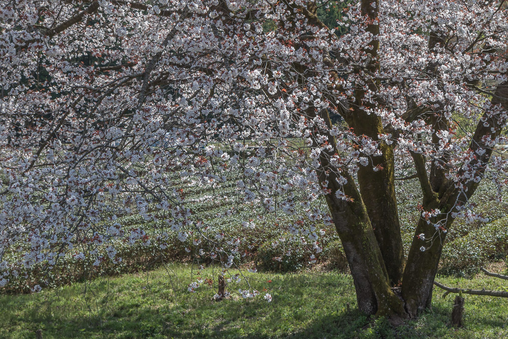 岩淵の一本桜と萬福寺の桜_b0010915_18080260.jpg