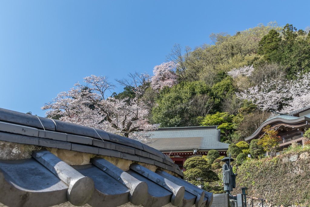 岩淵の一本桜と萬福寺の桜_b0010915_18081201.jpg