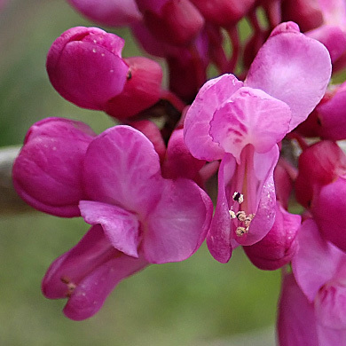 ハナズオウの花 樹木見て歩き