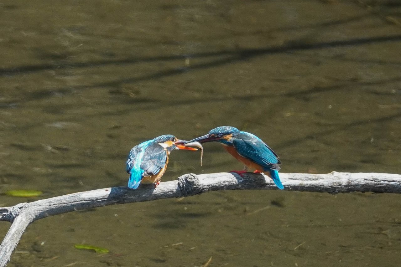 カワセミ、パートナーへの給餌(2)_e0293921_18291081.jpg