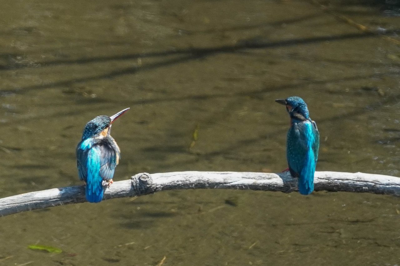 カワセミ、パートナーへの給餌(2)_e0293921_18292394.jpg