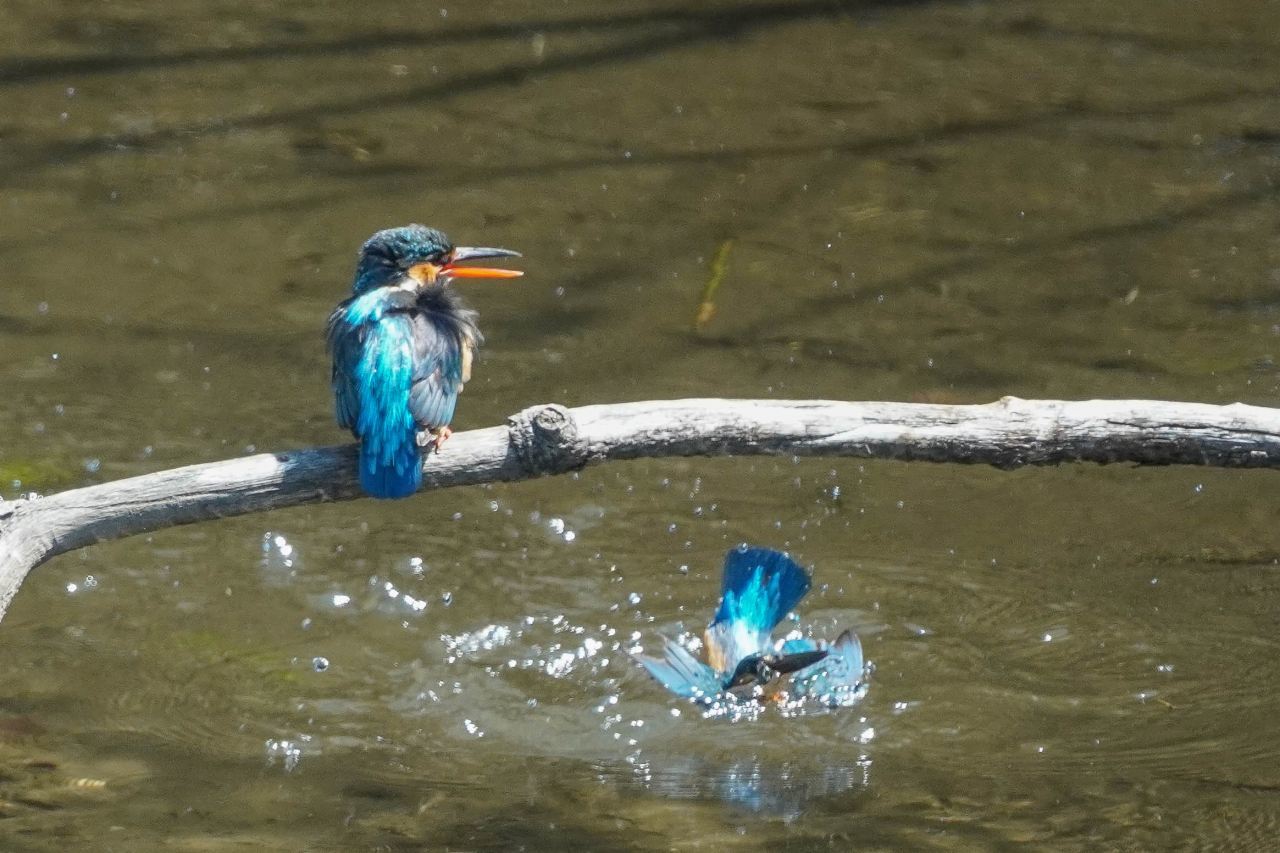 カワセミ、パートナーへの給餌(2)_e0293921_18292786.jpg