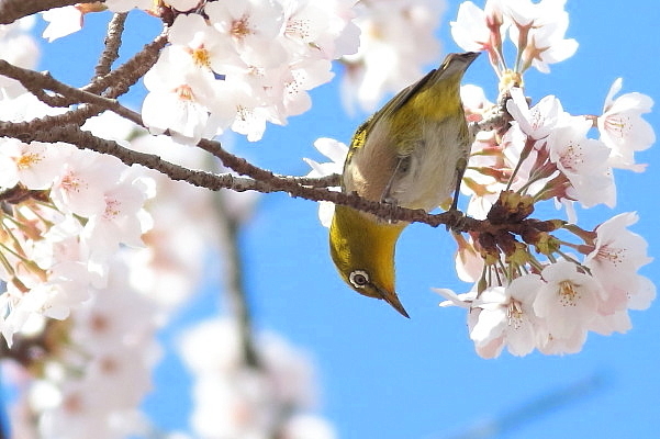 桜とメジロ_e0413627_16553690.jpg