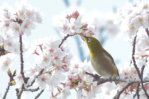 桜とメジロ_e0413627_16554939.jpg
