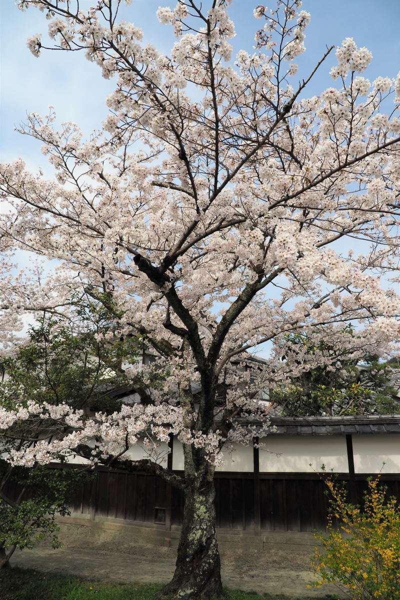 哲学の道の桜のつづき_a0347635_08455775.jpg