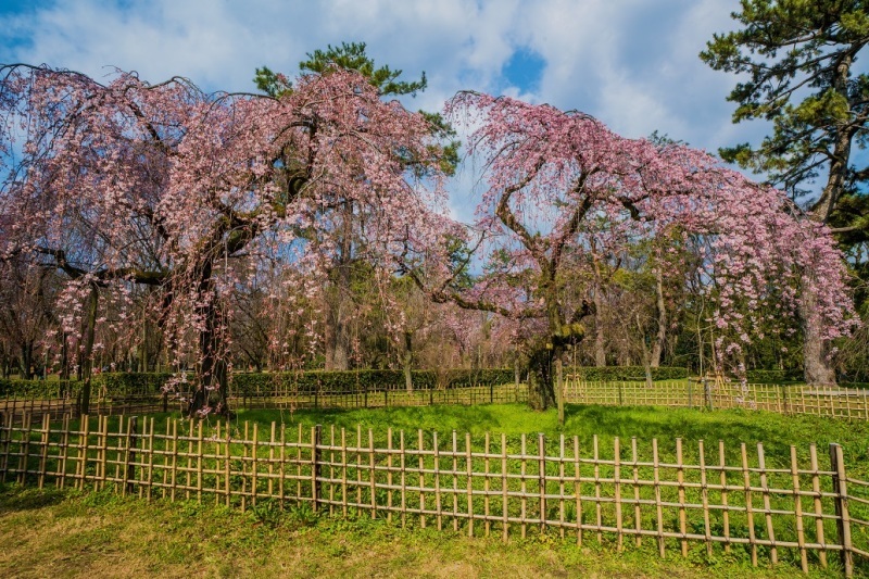 2020京都桜～京都御所_e0363038_10403837.jpg