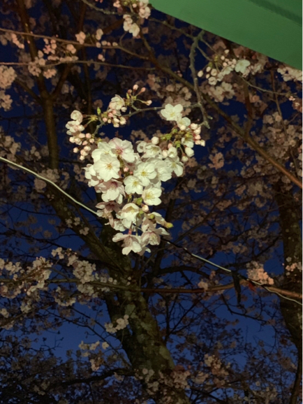 感動の桜達_e0397039_19484600.jpg