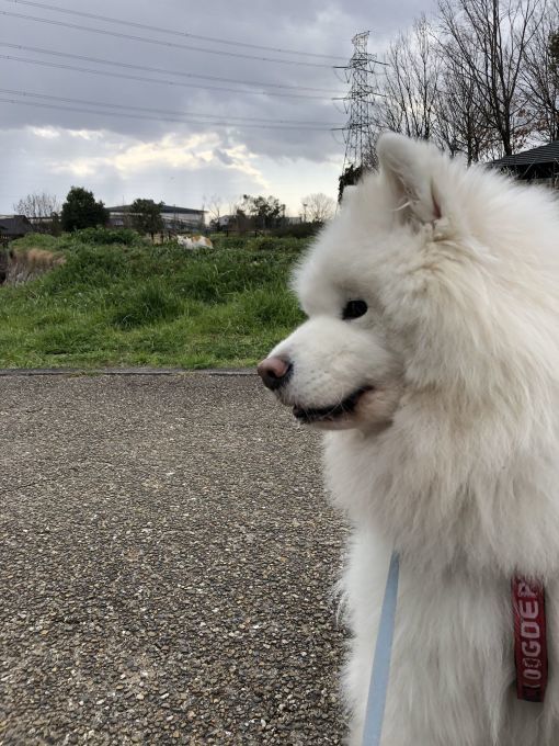 2020年3月後半 インスタ写真集 その1_f0128542_01081692.jpg