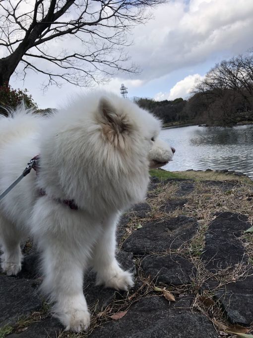 2020年3月後半 インスタ写真集 その1_f0128542_01100979.jpg