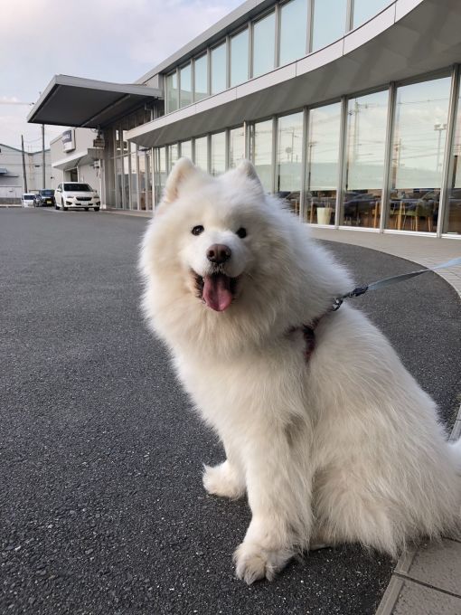 2020年3月後半 インスタ写真集 その1_f0128542_01193566.jpg