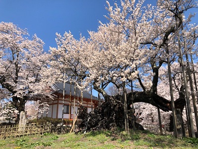 お花見ドライブ_f0019247_15443916.jpg