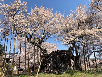お花見ドライブ_f0019247_15454884.jpg