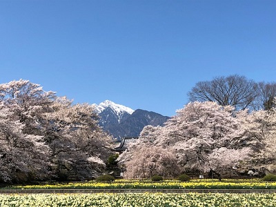 お花見ドライブ_f0019247_1546060.jpg
