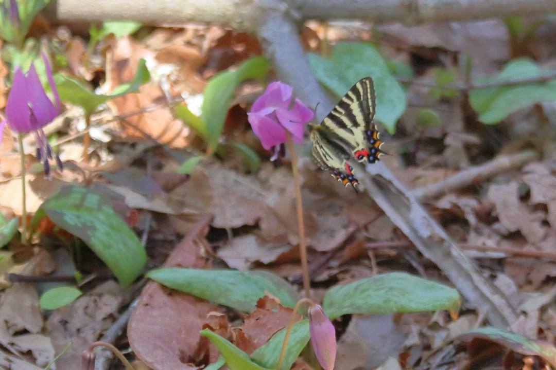 ギフチョウの舞その3_e0403850_20185712.jpg