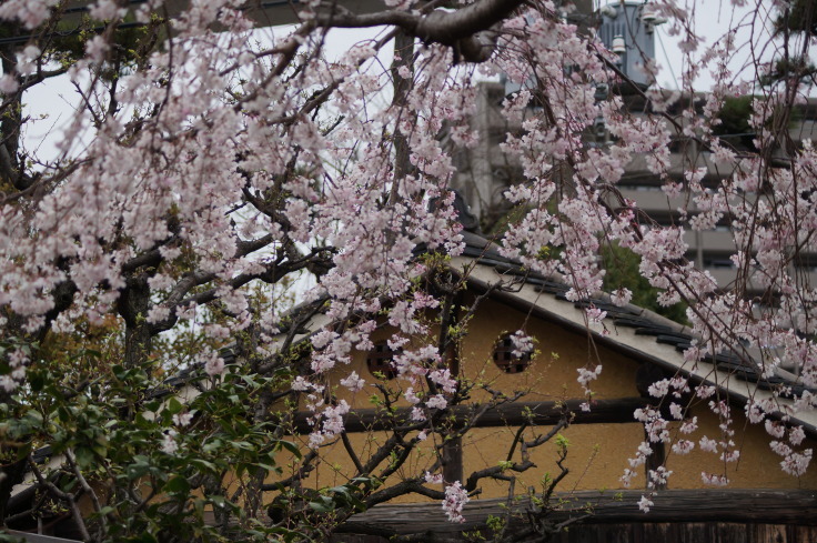 菊政宗酒造記念館の枝垂れ桜　＠神戸・魚崎_b0063958_22064406.jpg