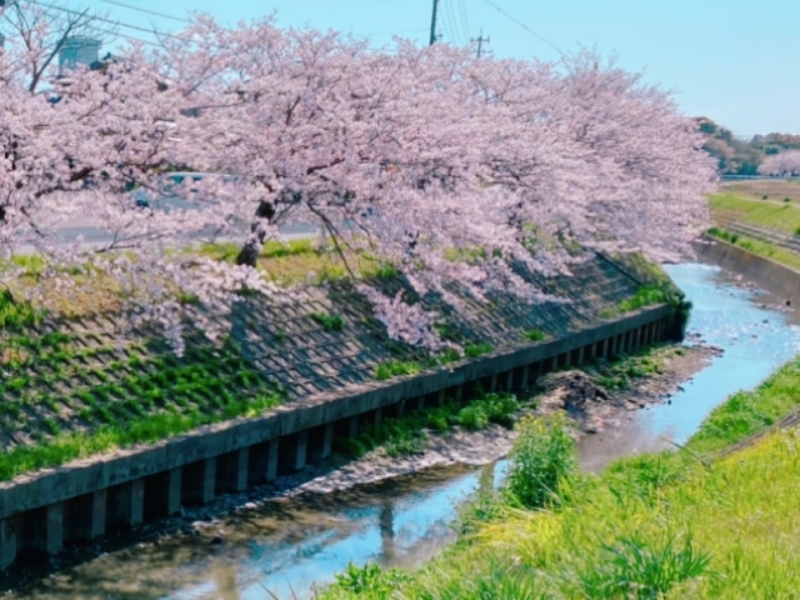 近所の桜並木、今が見頃です♡_b0383560_15034556.jpg
