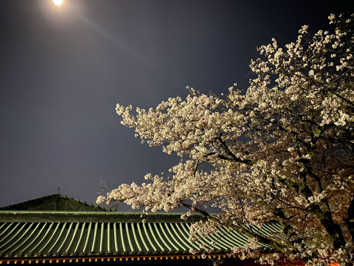 静岡浅間神社の夜桜　(i-Phone11ナイトモード)_d0068664_22594432.jpg