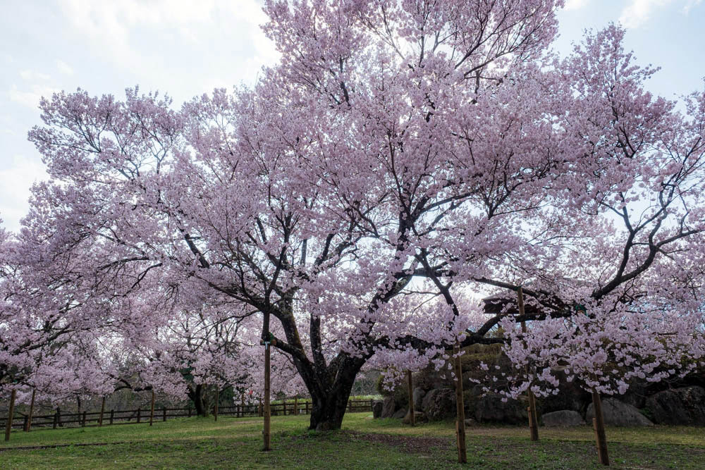 南信州の桜 中川村大草城址公園 Out Of Focus