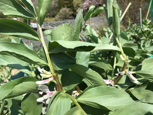 ソラマメ摘芯 ジャガイモ芽かき 追肥4 4 5 北鎌倉湧水ネットワーク