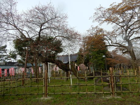3密避けてこっそりお花見散歩_e0355177_09154658.jpg