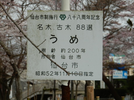 3密避けてこっそりお花見散歩_e0355177_09165390.jpg