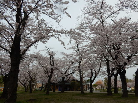 3密避けてこっそりお花見散歩_e0355177_09182432.jpg