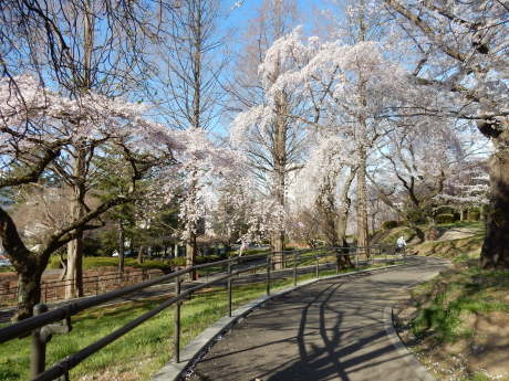 3密避けてこっそりお花見散歩_e0355177_09230733.jpg