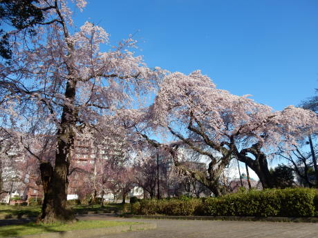 3密避けてこっそりお花見散歩_e0355177_09242797.jpg