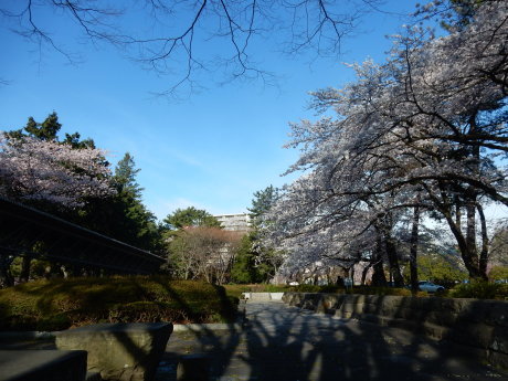 3密避けてこっそりお花見散歩_e0355177_09251154.jpg