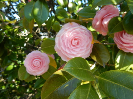 3密避けてこっそりお花見散歩_e0355177_09254061.jpg