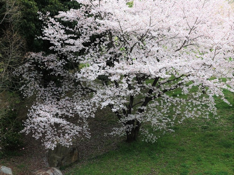 桜 weeks_a0147281_16501964.jpg