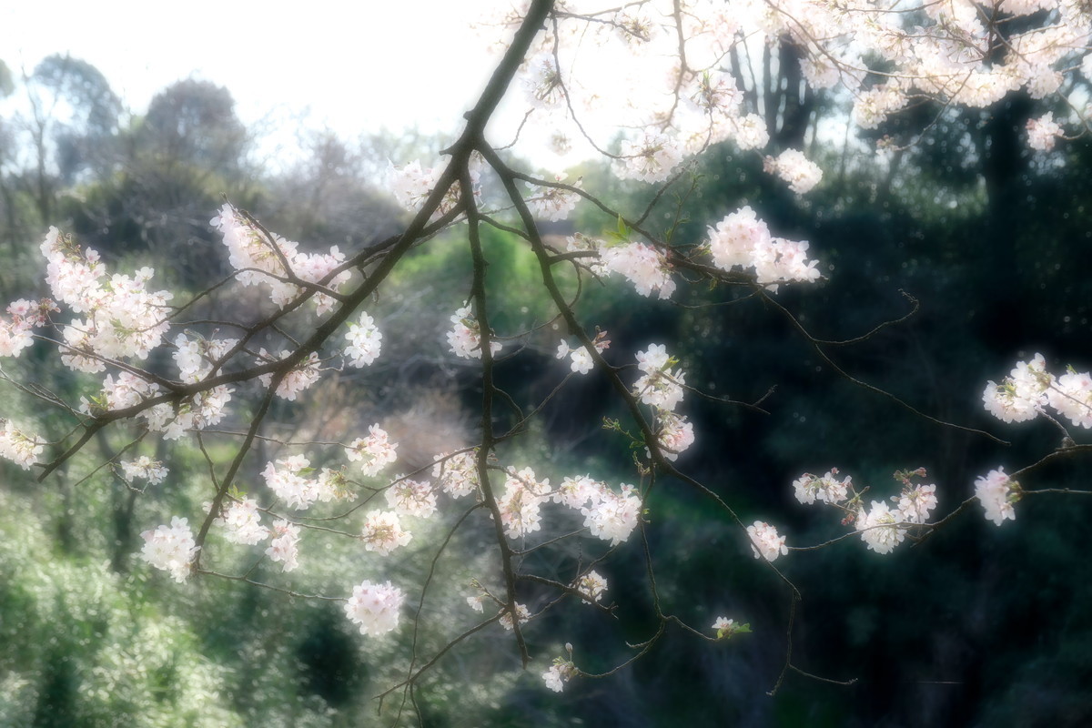 おずおずと間合いをはかっている Mickey S World