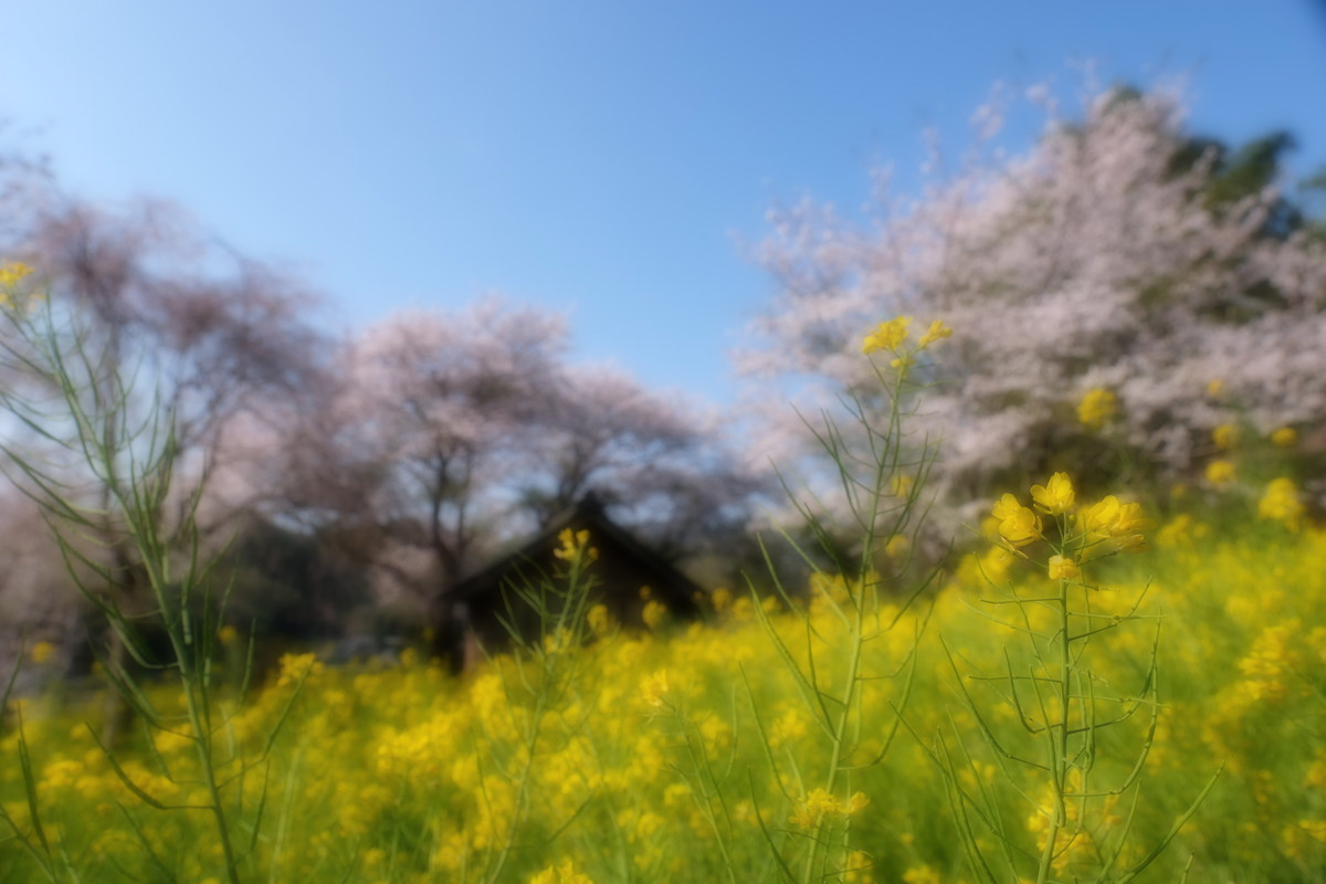 おずおずと間合いをはかっている Mickey S World