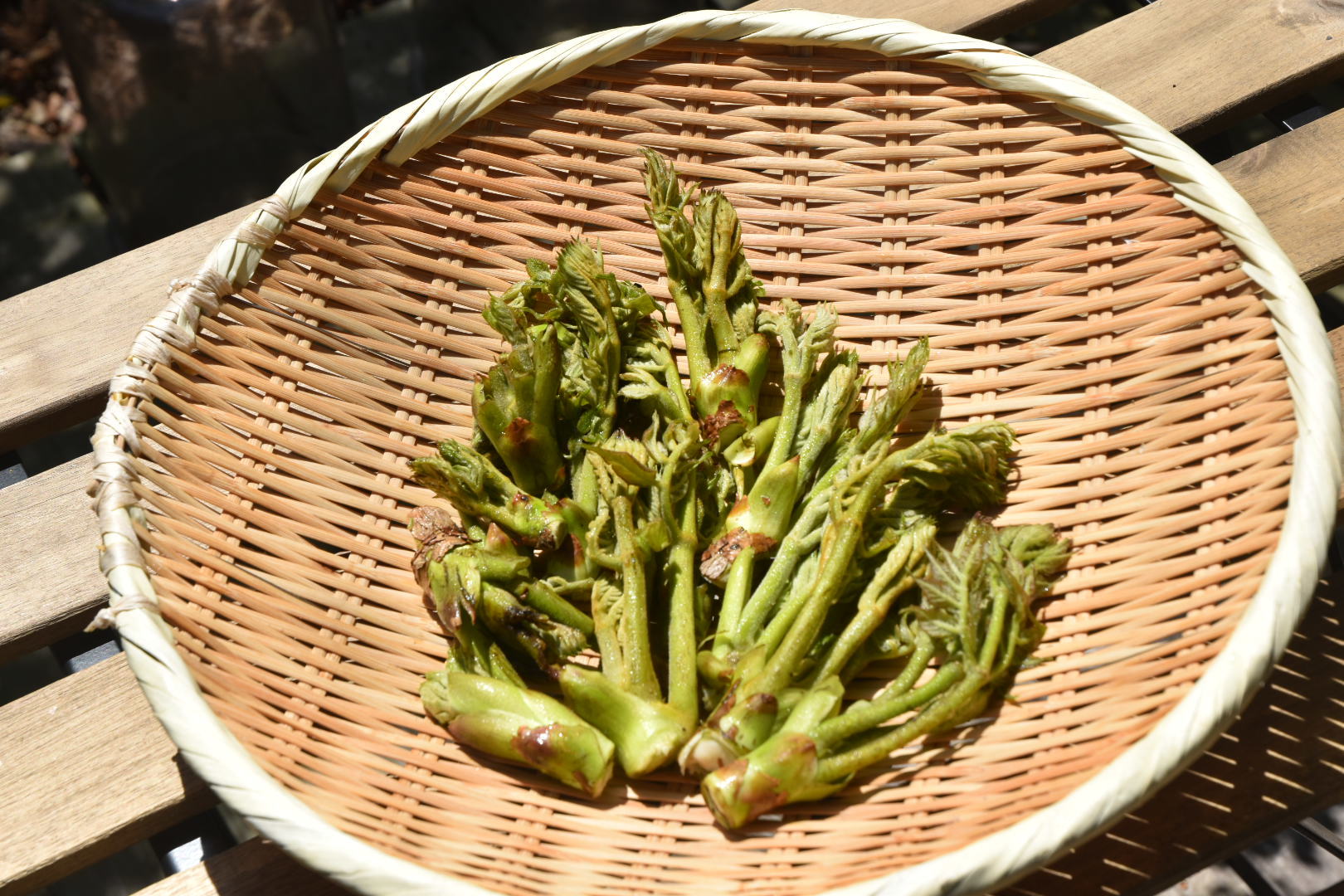 山笑ふ_d0087595_13115386.jpeg