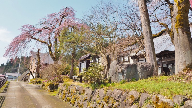 千手院の枝垂れ桜が開花しました_c0336902_18282812.jpg