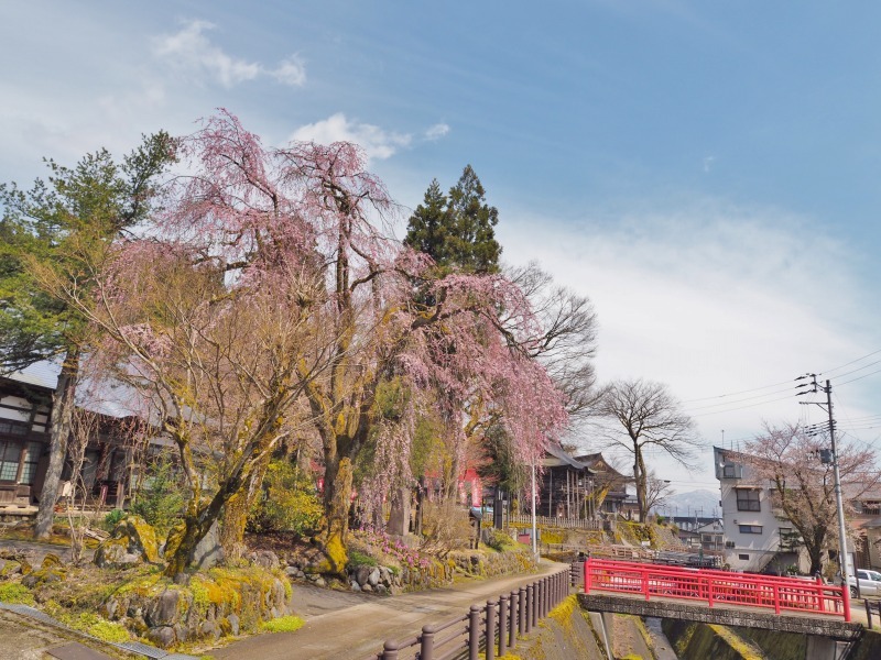千手院の枝垂れ桜が開花しました_c0336902_18283219.jpg