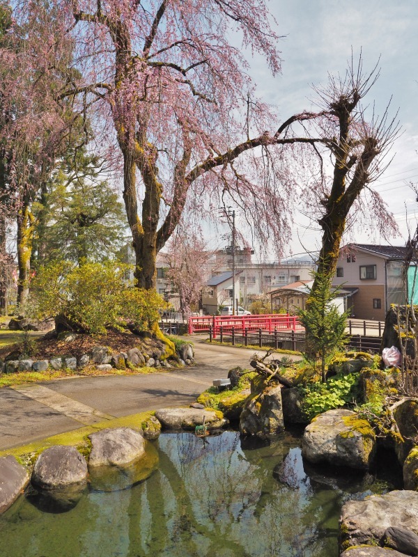 千手院の枝垂れ桜が開花しました_c0336902_18283722.jpg