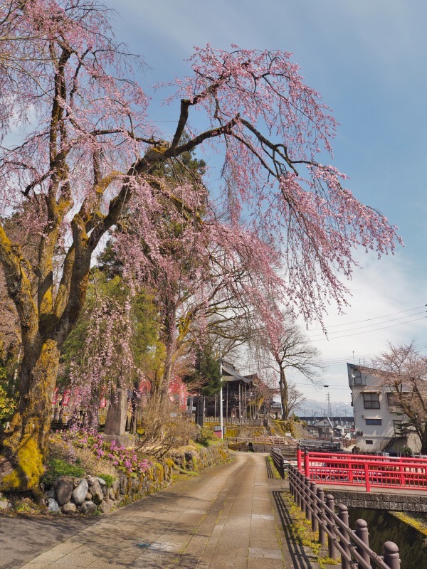 千手院の枝垂れ桜が開花しました_c0336902_18284111.jpg