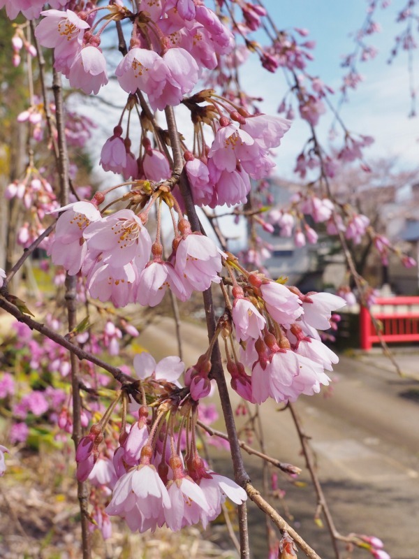 千手院の枝垂れ桜が開花しました_c0336902_18284775.jpg