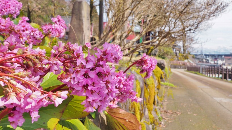 千手院の枝垂れ桜が開花しました_c0336902_18290155.jpg