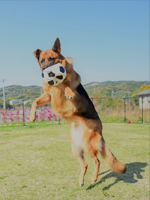 狙った獲物_d0360206_00372034.jpg