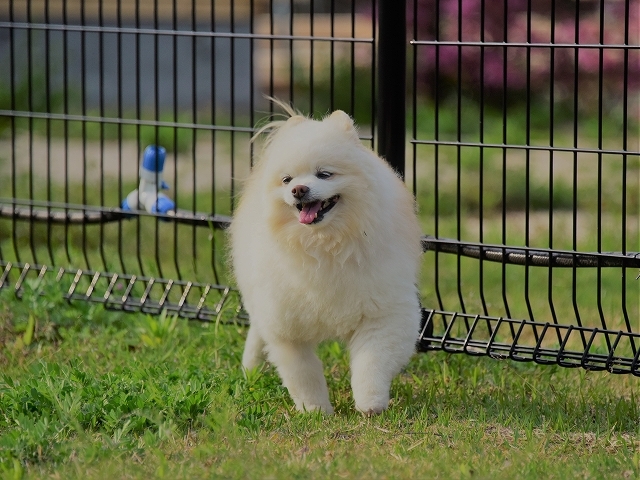 苦手なアレ_d0360206_23375046.jpg