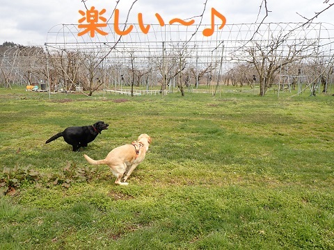先が見えぬ臨時休校。_c0182012_12580596.jpg