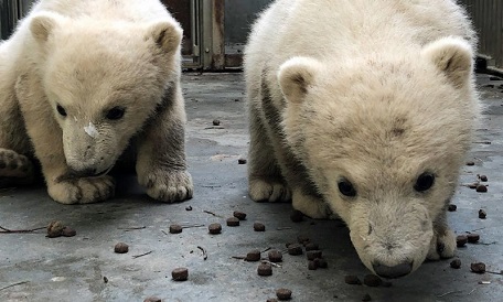 デンマーク・オールボー動物園の二頭の赤ちゃん、前回のヌカとキラクと